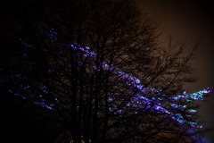 Westonbirt Arboretum Christmas Lights